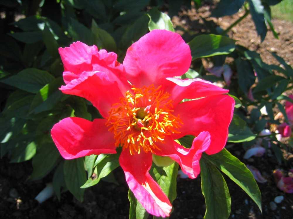 Paeonia officinalis 'China Rose' (Pfingstrose)